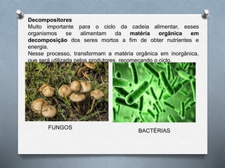 Decompositores
Muito importante para o ciclo da cadeia alimentar, esses
organismos se alimentam da matéria orgânica em
decomposição dos seres mortos a fim de obter nutrientes e
energia.
Nesse processo, transformam a matéria orgânica em inorgânica,
que será utilizada pelos produtores, recomeçando o ciclo.
FUNGOS
BACTÉRIAS
 