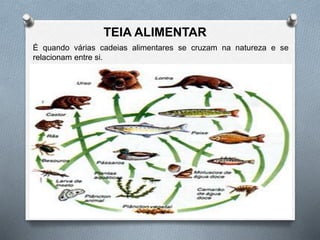 TEIA ALIMENTAR
É quando várias cadeias alimentares se cruzam na natureza e se
relacionam entre si.
 