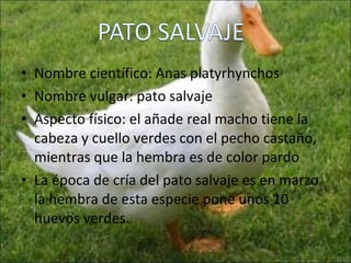 Nombre científico: Anas platyrhynchos Nombre vulgar: pato salvaje Aspecto físico: el añade real macho tiene la cabeza y cuello verdes con el pecho castaño, mientras que la hembra es de color pardo  La época de cría del pato salvaje es en marzo la hembra de esta especie pone unos 10 huevos verdes. 