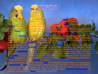 Loro, nombre común que se aplica a unas 340 especies de  aves  de brillante colorido que incluye entre otros las cacatúas , los loritos, pericos, los agapornis, los guacamayos. También se les conoce con el nombre de papagayos. Es un  grupo  muy homogéneo, con  caracter ísticas que no se pueden confundir con ningún otro tipo de  aves . El tamaño de los loros presenta una gran variabilidad y va desde el lorito pigmeo cabeza azul de  nueva  Guinea, que mide 8.4 cm. hasta el guacamayo jacinto de Sudamérica de 1mt. de largo.  Dentro del  sistema  que engloba a todos los pájaros, los loros constituyen un orden por derecho propio Psitasiformes. Los cuales se han dividido en 12 familias (Thomson1992). De las cuales hago énfasis en la subfamilia Amazoninae de  la familia  de los aratínguidos por ser los que tienen mayor  demanda  como mascotas. Algunos autores no reconocen mas que a una só la familia  con un número variable de subfamilias; otros en  cambio  distribuyen los loros entre cuatro o seis familias. Estas interpretaciones fuertemente divergentes reconocen como origen el hecho de que aún cuando la  estructura  básica del cuerpo es prácticamente la misma para todos los loros, existe una gran diversidad por lo que concierne a los detalles (Sibley 1972), al llevar a cabo sus  análisis  protéicos, también descubrió unas variaciones considerables entre los diversos  grupos  individuales. Una multiplicidad similar de formas,  colores  y desde luego tamaños no se halla presente en muchos  grupos  de pájaros. Desgraciadamente, el número de éstas  aves  ha disminuido mucho debido a la importación y  exportación  de  aves  silvestres legal o ilegalmente, por otro lado la reducción del hábitat y la destrucción de los bosques son una de las causas por las cuales a los loros se les considera una especie amenazada según el convenio sobre  comercio internacional  de especies amenazadas de  fauna  y flora silvestre (CITES) 