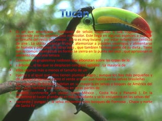 Es un ave americana , habitante de selvas tropicales y sub tropicales , que sorprende por su enorme pico multicolor. Este llega en algunas especies a superar el tamaño del resto del cuerpo , pero es muy liviano , por estar relleno con cerditas de aire . Lo utiliza alcanzar frutos , atemorizar a posibles enemigos y alimentarse de huevos y pichones de otras aves , que tambien forman parte de su dieta . Tiene por lo común dientecitos en forma se sierra en la punta del pico , que aprisionan el alimento como una tenaza . Conviven en gruposmuy ruidosos que alborotan sobre las copas de lo  s árboles , el las que se desplazan con gran agilidad . La mayoría de  ellos alcanza más o menos el tamaño de un  cuervo y al igual que ellos tienen plumaje negro ; aunque los hay más pequeños y de colores brillantes ; como el verde arasarí que habita en las selvas brasileñas .  Las espacies de tucanes habitan en su mayoría en selvas y boques de América del sur , pero también son comunes en otras partes de  nuestro continente (en países como México , Costa Rica y Panamá ). En la Argentina el tucán grande es el más abundante y se lo encuentra en las selvas del  noroeste ( yungas ) , la selva misionera y los bosques de Formosa , Chaco y norte de Santa Fe  