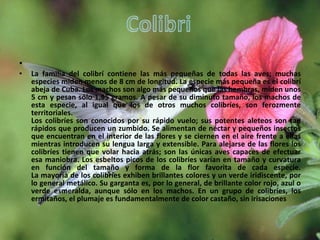   La familia del colibrí contiene las más pequeñas de todas las aves; muchas especies miden menos de 8 cm de longitud. La especie más pequeña es el colibrí abeja de Cuba. Los machos son algo más pequeños que las hembras, miden unos 5 cm y pesan sólo 1,95 gramos. A pesar de su diminuto tamaño, los machos de esta especie, al igual que los de otros muchos colibríes, son ferozmente territoriales. Los colibríes son conocidos por su rápido vuelo; sus potentes aleteos son tan rápidos que producen un zumbido. Se alimentan de néctar y pequeños insectos que encuentran en el interior de las flores y se ciernen en el aire frente a ellas mientras introducen su lengua larga y extensible. Para alejarse de las flores los colibríes tienen que volar hacia atrás; son las únicas aves capaces de efectuar esa maniobra. Los esbeltos picos de los colibríes varían en tamaño y curvatura en función del tamaño y forma de la flor favorita de cada especie. La mayoría de los colibríes exhiben brillantes colores y un verde iridiscente, por lo general metálico. Su garganta es, por lo general, de brillante color rojo, azul o verde esmeralda, aunque sólo en los machos. En un grupo de colibríes, los ermitaños, el plumaje es fundamentalmente de color castaño, sin irisaciones  