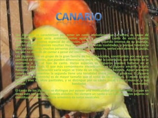 Los jilgueros se caracterizan por tener un canto melodioso que, a veces, es capaz de combinar en una serie armónica notas agudas y graves. El canto de estos pájaros constituye un motivo especial de atracción, junto con el colorido intenso de su plumaje, que en algunas especies resultan muy llamativo. Por estas cualidades, y porque toleran la vida en cautiverio, muchas personas prefieren, habitualmente, verlos vivir dentro de jaulas, los que no dejarán de cantar a pesar del encierro.  Los jilgueros son un grupo de la gran familia de los emberícidos, constituidos por una gran cantidad de especies, que pueden diferenciarse entre sí por la coloración, por detalles de la anatomía o por el tipo de canto. Varias especies de jilgueros pueden hallarse en el territorio argentino. El que más comúnmente encontramos es el jilguero amarillo (sicalis flaveola), cuya coloración varía según se trate de un macho o una hembra. Aquel presenta colores vivos, mientras la segunda tiene una tonalidad entre parda y grisácea. El jilguero lino (sicalis auriventris) es de mayor tamaño que el resto de las especies. El misto (sicalis luteola) vive en altos pastizales, y se distingue por su canto nasal y poco musical, y sus densas bandadas invernales. El canto de los jilgueros se distingue por poseer una musicalidad poco frecuente. Lo que en otras aves son gritos o sonidos aislados. No siempre un canto o un trino en estos pájaros se constituye en una secuencia armónica de notas musicales.   