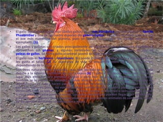 El gallo doméstico o gallo rojo (Gallus gallus) es un  ave   doméstica  perteneciente a la  familia   Phasianidae  y una de las cuatro especies del  género   Gallus  . La gallina doméstica tal vez sea el ave más numerosa del planeta, pues se calcula que supera los 13.000 millones de ejemplares. [1] Los gallos y gallinas son criados principalmente por su carne y por sus huevos. También se aprovechan sus  plumas , y algunas variedades se crían y entrenan para su uso en  peleas de gallos . Se llama pollo al animal juvenil de esta especie. El gallo rojo es  herbívoro  e  insectívoro . No puede distinguir el sabor dulce y a la mayoría no les gusta el salado. [2]  Su esperanza de vida se encuentra entre los 5 y los 10 años, dependiendo de la raza. Son aves naturalmente gregarias, que han perdido gran parte de la facultad del vuelo debido a la selección artificial del ser humano. [6]  El gallo rojo salvaje vuela bien, hacia un lugar más elevado para ponerse a salvo o para huir de posibles depredadores, aunque también se le puede ver volando a ramas altas de arboles para descansar, en cambio los domesticos, casi nunca hacen uso de su facultad de vuelo, y por eso, un ejemplo serian las gallinas criadas en jaulas, no vuelan, aunque realmente eso le podria pasar a cualquier ave encerrada toda su vida.Pero los gallos y gallinas criadas en libertad o semi-libertad, vuelan a sitios elevados para pasar la noche. Los gallos domésticos pueden llegar a ser territoriales y violentos en algunas razas, aunque usualmente son buenos animales de compañía, fáciles de domesticar mediante alimentación a mano. 