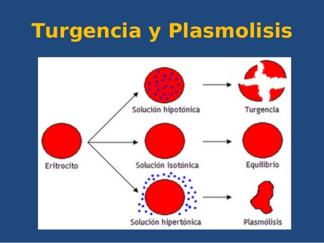Curso para técnicos auxiliares de farmacia 2013 Curso para técnicos auxiliares de farmacia 2013