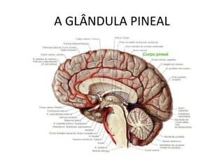 A GLÂNDULA PINEAL
 