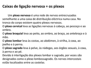 Caixas de ligação nervosa = os plexos
Um plexo nervoso é uma rede de nervos entrecruzados
semelhante a uma caixa de distribuição eléctrica numa casa. No
tronco do corpo existem quatro plexos nervosos.
O plexo cervical leva as ligações nervosas à cabeça, ao pescoço e ao
ombro.
O plexo braquial leva ao peito, ao ombro, ao braço, ao antebraço e à
mão.
O plexo lombar leva às costas, ao abdómen, à virilha, à coxa, ao
joelho e à perna.
O plexo sagrado leva à pelve, às nádegas, aos órgãos sexuais, à coxa,
à perna e ao pé.
Devido à interligação dos plexos lombar e sagrado, por vezes são
designados como o plexo lombossagrado. Os nervos intercostais
estão localizados entre as costelas.
 