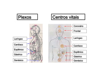 Coronário
Frontal
Laríngeo
Cardíaco
Esplênico
Gástrico
Genésico
Centros vitaisPlexos
Laríngeo
Cardíaco
Esplênico
Gástrico
Genésico
 
