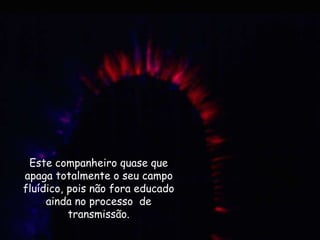 Este companheiro quase que
apaga totalmente o seu campo
fluídico, pois não fora educado
ainda no processo de
transmissão.
 