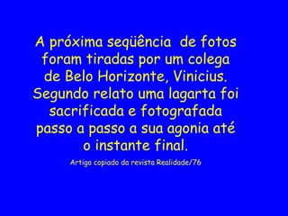 A próxima seqüência de fotos
foram tiradas por um colega
de Belo Horizonte, Vinicius.
Segundo relato uma lagarta foi
sacrificada e fotografada
passo a passo a sua agonia até
o instante final.
Artigo copiado da revista Realidade/76
 