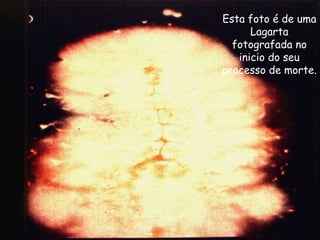 Esta foto é de uma
Lagarta
fotografada no
inicio do seu
processo de morte.
 