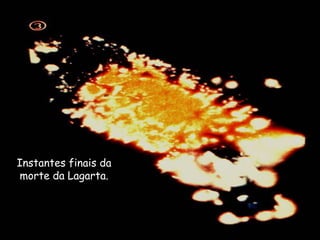 Instantes finais da
morte da Lagarta.
 