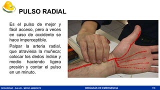 SEGURIDAD - SALUD - MEDIO AMBIENTE BRIGADAS DE EMERGENCIA
PULSO RADIAL
176
Es el pulso de mejor y
fácil acceso, pero a veces
en caso de accidente se
hace imperceptible.
Palpar la arteria radial,
que atraviesa la muñeca;
colocar los dedos índice y
medio haciendo ligera
presión y contar el pulso
en un minuto.
 