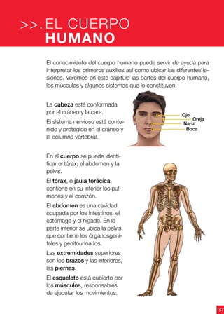 157
Ojo
Oreja
Nariz
Boca
El conocimiento del cuerpo humano puede servir de ayuda para
interpretar los primeros auxilios así como ubicar las diferentes le-
siones. Veremos en este capítulo las partes del cuerpo humano,
los músculos y algunos sistemas que lo constituyen.
La cabeza está conformada
por el cráneo y la cara.
El sistema nervioso está conte-
nido y protegido en el cráneo y
la columna vertebral.
En el cuerpo se puede identi-
ficar el tórax, el abdomen y la
pelvis.
El tórax, o jaula torácica,
contiene en su interior los pul-
mones y el corazón.
El abdomen es una cavidad
ocupada por los intestinos, el
estómago y el hígado. En la
parte inferior se ubica la pelvis,
que contiene los órganosgeni-
tales y genitourinarios.
Las extremidades superiores
son los brazos y las inferiores,
las piernas.
El esqueleto está cubierto por
los músculos, responsables
de ejecutar los movimientos.
EL CUERPO
HUMANO
>>.
 
