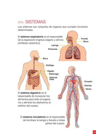 159
Los sistemas son conjuntos de órganos que cumplen funciones
determinadas.
>>. Sistemas
El sistema digestivo es el
responsable de incorporar los
alimentos para todo el organis-
mo y eliminar los deshechos al
exterior del cuerpo.
El sistema circulatorio es el responsable
de bombear la sangre y llevarla a todas
partes del cuerpo.
El sistema respiratorio es el responsable
de la respiración (ingresa oxígeno y elimina
anhídrido carbónico).
Frontal
Laringe
Pulmones
Boca
Corazón
Arterias
Venas
Boca
Esófago
Hígado
Estómago
Vesícula
biliar
 