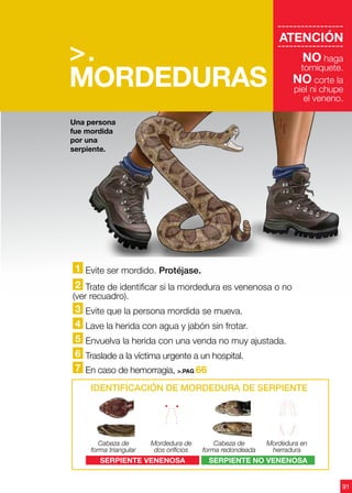91
>.
MORDEDURAS
-----------------
ATENCIÓN
-----------------
NO haga
torniquete.
NO corte la
piel ni chupe
el veneno.
1 Evite ser mordido. Protéjase.
2 Trate de identificar si la mordedura es venenosa o no
(ver recuadro).
3 Evite que la persona mordida se mueva.
4 Lave la herida con agua y jabón sin frotar.
5 Envuelva la herida con una venda no muy ajustada.
6 Traslade a la víctima urgente a un hospital.
7 En caso de hemorragia, >.PAG 66
Serpiente venenosa Serpiente NO venenosa
Identificación de mordedura de serpiente
Cabeza de
forma triangular
Cabeza de
forma redondeada
Mordedura de
dos orificios
Mordedura en
herradura
Una persona
fue mordida
por una
serpiente.
 