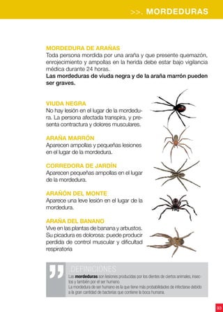 93
Mordedura de arañas
Toda persona mordida por una araña y que presente quemazón,
enrojecimiento y ampollas en la herida debe estar bajo vigilancia
médica durante 24 horas.
Las mordeduras de viuda negra y de la araña marrón pueden
ser graves.
Viuda negra
No hay lesión en el lugar de la mordedu-
ra. La persona afectada transpira, y pre-
senta contractura y dolores musculares.
Araña marrón
Aparecen ampollas y pequeñas lesiones
en el lugar de la mordedura.
Corredora de jardín
Aparecen pequeñas ampollas en el lugar
de la mordedura.
Arañón del monte
Aparece una leve lesión en el lugar de la
mordedura.
Araña del Banano
Vive en las plantas de banana y arbustos.
Su picadura es dolorosa: puede producir
perdida de control muscular y dificultad
respiratoria
.DEFINICIONES
Las mordeduras son lesiones producidas por los dientes de ciertos animales, insec-
tos y también por el ser humano.
La mordedura de ser humano es la que tiene más probabilidades de infectarse debido
a la gran cantidad de bacterias que contiene la boca humana.
>>. MORDEDURAS
 