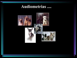 95
Audiometrias ....
 