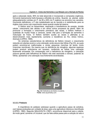 Capítulo 3 – Ciclos dos Nutrientes e sua Relação com a Nutrição de Plantas

após a absorção deste, 80% do total absorvido é incorporado a compostos orgânicos,
formando basicamente fosfo-hexases e difosfato de uridina. Quando as plantas estão
adequadamente nutridas em P, de 85 a 95% do P orgânico se encontra nos vacúolos.
Ocorrendo deficiência, o P não metabolizado sai do vacúolo e é redistribuído para os
órgãos mais novos cujo crescimento cessa quando acaba tal reserva.
       O fósforo atua na fotossíntese, respiração e transferência de energia, divisão
celular, crescimento das células e em vários outros processos da planta. Além de
promover a formação e crescimento prematuro das raízes, o fósforo melhora a
qualidade de muitas frutas e verduras, sendo vital para a formação de sementes e
maturação de frutos. O fósforo também auxilia as raízes e plântulas a se
desenvolverem mais rapidamente, aumenta a resistência ao frio, stress hídrico,
doenças (LOPES, 1998).
       Os sintomas característicos da deficiência de fósforo incluem o crescimento
reduzido em plantas jovens e uma coloração verde escura das folhas (Fig.3.9), as quais
podem encontrar-se malformadas e conter pequenas manchas de tecido morto
(manchas necróticas). Da mesma que na deficiência de nitrogênio, algumas espécies
podem produzir antocianina em excesso, conferindo as folhas uma coloração
levemente arroxeada. Em comparação com a deficiência de nitrogênio, a coloração
púrpura gerada pela deficiência de fósforo não está associada a clorose, podendo as
folhas, apresentar uma coloração roxa fortemente esverdeadas.




                              Fig. 3.9. Deficiência de fósforo na planta.
                              Fonte: www.aquahobby.com




3.3.3.3. Potássio

     A importância do potássio sobressai quando a agricultura passa de extrativa,
com baixas produções por unidade de área, para uma agricultura intensiva e tecnificada
(LOPES, 1982). Segundo MALAVOLTA (1997), encontra-se disponível para a planta,
de modo geral, somente o K trocável, que da fase sólida passa para a solução do solo e

                                                                                           77
 