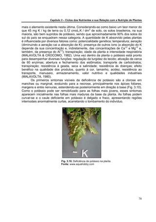 Capítulo 3 – Ciclos dos Nutrientes e sua Relação com a Nutrição de Plantas

mais o elemento existente nesta última. Considerando-se como baixo um teor menor do
que 45 mg K / kg de terra ou 0,12 cmolc.K / dm3 de solo, os solos brasileiros, na sua
maioria, são bem supridos de potássio, sendo que aproximadamente 90% dos solos do
sul do país se enquadram nessa categoria. A quantidade de K absorvido pelas plantas
é influenciada por diversos fatores como: potencialidade genética; temperatura; aeração
(diminuindo a aeração cai a absorção de K); presença de outros íons (a absorção do K
depende da sua concentração e, indiretamente, das concentrações de Ca+2 e Mg+2 e,
também, da presença do Al+3); transpiração; idade da planta e intensidade respiratória
(MALAVOLTA & CROCOMO, 1982). Uma vez dentro da planta o potássio está pronto
para desempenhar diversas funções: regulação da turgidez do tecido; ativação de cerca
de 60 enzimas; abertura e fechamento dos estômatos; transporte de carboidratos;
transpiração; resistência à geada, seca e salinidade; resistência às doenças; efeito
benéfico na qualidade dos produtos, quanto à cor, tamanho, acidez, resistência ao
transporte, manuseio, armazenamento, valor nutritivo e qualidades industriais
(MALAVOLTA, 1980).
       Os primeiros sintomas visíveis da deficiência de potássio são a clorose em
manchas ou marginal, evoluindo para a necrose, principalmente nos ápices foliares,
margens e entre nervuras, estendendo-se posteriormente em direção à base (Fig. 3.10).
Como o potássio pode ser remobilizado para as folhas mais jovens, esses sintomas
aparecem inicialmente nas folhas mais maduras da base da planta. As folhas podem
curvar-se e o caule deficiente em potássio é delgado e fraco, apresentando regiões
internodais anormalmente curtas, acarretando o tombamento do indivíduo.




                             Fig. 3.10. Deficiência de potássio na planta.
                             Fonte: www.aquahobby.com




                                                                                           78
 