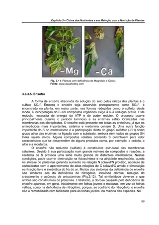 Capítulo 3 – Ciclos dos Nutrientes e sua Relação com a Nutrição de Plantas




                    Fig. 3.11. Plantas com deficiência de Magnésio e Cálcio.
                    Fonte: www.aquahobby.com



3.3.3.5. Enxofre

       A forma de enxofre absorvida da solução do solo pelas raízes das plantas é o
sulfato SO42. Embora o enxofre seja absorvido principalmente como SO42-, é
encontrado na planta, em maior parte, nas formas reduzidas como o sulfeto, deste
modo, a incorporação do S em compostos orgânicos exige a sua redução prévia. Esta
redução necessita de energia do ATP e de poder redutor. O processo ocorre
principalmente durante o período luminoso e as enzimas estão localizadas nas
membranas dos cloroplastos. O enxofre está presente em todas as proteínas, já que os
aminoácidos mais importantes, cisteína e metionina contem S. Uma outra função
importante do S no metabolismo é a participação direta do grupo sulfidrilo (-SH) como
grupo ativo das enzimas na ligação com o substrato, embora nem todos os grupos SH
livres sejam ativos. Alguns compostos voláteis contendo S contribuem para odor
característico que se desprendem de alguns produtos como, por exemplo, a cebola, o
alho e a mostarda.
       O enxofre não reduzido (sulfato) é constituinte estrutural das membranas
celulares. Devido à sua participação num grande número de compostos e reações, a
carência de S provoca uma série muito grande de distúrbios metabólicos. Nestas
condições, pode ocorrer diminuição na fotossíntese e na atividade respiratória, queda
na síntese de proteínas gerando aumento na relação N solúvel/N protéico, acúmulo de
carboidratos com o aparecimento de altas relações de C solúvel/C amido e diminuição
na fixação livre e simbiótica do N2 do ar. Muitos dos sintomas da deficiência de enxofre
são similares aos da deficiência de nitrogênio, incluindo clorose, redução do
crescimento e acúmulo de antocianinas (Fig.3.12). Tal similaridade deve-se a que
ambos são constituintes de proteínas. Entretanto, a clorose causada pela deficiência de
enxofre aparece, em geral, inicialmente em folhas jovens e maduras, em vez de folhas
velhas, como na deficiência de nitrogênio, porque, ao contrário do nitrogênio, o enxofre
não é remobilizado com facilidade para as folhas jovens, na maioria das espécies. No


                                                                                           80
 