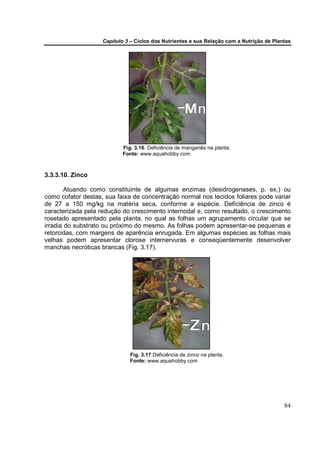 Capítulo 3 – Ciclos dos Nutrientes e sua Relação com a Nutrição de Plantas




                           Fig. 3.16. Deficiência de manganês na planta.
                           Fonte: www.aquahobby.com



3.3.3.10. Zinco

        Atuando como constituinte de algumas enzimas (desidrogenases, p. ex.) ou
como cofator destas, sua faixa de concentração normal nos tecidos foliares pode variar
de 27 a 150 mg/kg na matéria seca, conforme a espécie. Deficiência de zinco é
caracterizada pela redução do crescimento internodal e, como resultado, o crescimento
rosetado apresentado pela planta, no qual as folhas um agrupamento circular que se
irradia do substrato ou próximo do mesmo. As folhas podem apresentar-se pequenas e
retorcidas, com margens de aparência enrugada. Em algumas espécies as folhas mais
velhas podem apresentar clorose internervuras e conseqüentemente desenvolver
manchas necróticas brancas (Fig. 3.17).




                              Fig. 3.17.Deficiência de zinco na planta.
                              Fonte: www.aquahobby.com




                                                                                           84
 