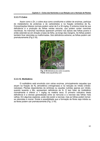 Capítulo 3 – Ciclos dos Nutrientes e sua Relação com a Nutrição de Plantas

3.3.3.11.Cobre

       Assim como o Zn, o cobre atua como constituinte e cofator de enzimas, participa
do metabolismo de proteínas e de carboidratos e na fixação simbiótica de N2.
Concentrações foliares normais podem variar de 5 a 30 mg/kg. O sintoma inicial de sua
deficiência é a produção de folhas verdes escuras, que podem conter manchas
necróticas. As manchas necróticas aparecem primeiro nos ápices das folhas jovens e
então estender-se em direção a base da folha, ao longo das margens. As folhas podem
também ficar retorcidas ou malformadas. Sob deficiência extrema, as folhas podem cair
prematuramente (Fig.3.18).




                              Fig. 3.18.Deficiência de cobre na planta.
                              Fonte: www.aquahobby.com


3.3.3.12. Molibdênio

        O molibdênio está envolvido com várias enzimas, principalmente naquelas que
atuam na fixação de N2 atmosférico (nitrogenase) e na redução do nitrato (nitrato-
redutase). Plantas dependentes da simbiose ou aquelas nutridas apenas por nitrato,
quando ausente o Mo, apresentam deficiência de N. O teor foliar de molibdênio
normalmente é inferior a 1 mg/kg na matéria seca. O primeiro indicativo desta
deficiência é a clorose generalizada entre as nervuras e a necrose das folhas mais
velhas. Em algumas espécies, pode não existir a necrose, mas as folhas podem tornar-
se retorcidas e morrer. Existe a possibilidade que a formação de flores seja inibida ou
as flores podem cair prematuramente (Fig. 3.19).




                                                                                           85
 
