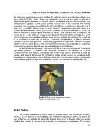 Capítulo 3 – Ciclos dos Nutrientes e sua Relação com a Nutrição de Plantas

de pequenas quantidades serem obtidas de materiais como aminoácidos solúveis em
água (MALAVOLTA, 1980). Após ser absorvido, o N é transportado no xilema e
redistribuído principalmente no floema; tanto o transporte quanto a redistribuição são
relativamente rápidos. Numa planta normal quase todo N se encontra em formas
orgânicas representadas principalmente por aminoácidos e proteínas. Quando o N é
absorvido como NO3- ele deve ser primeiro reduzido, sendo que o primeiro passo é a
conversão do nitrato em nitrito, que ocorre por conta da enzima redutase do nitrato. O
nitrito é reduzido à amônia pela redutase do nitrito. Uma vez reduzido o nitrogênio na
forma de NH3, este entra no metabolismo gerando principalmente aminoácidos. Uma
vez formados os aminoácidos protéicos pode ocorrer síntese de proteína. As proteínas
e os aminoácidos não são os únicos compostos nitrogenados da planta; existem
também as bases nitrogenadas, coenzimas, pigmentos e vitaminas. Quando a planta
absorve o N na forma de NH4+ ele é diretamente assimilado (incorporado a compostos
orgânicos) nos tecidos das raízes e transportado como aminoácidos.
        A deficiência de nitrogênio rapidamente inibe o crescimento vegetal. Caso esta
deficiência persista, a maioria das espécies apresenta um quadro de clorose
(amarelecimento das folhas), sobretudo nas folhas mais velhas, próximas à base da
planta. Sob severa deficiência de nitrogênio, estas folhas tornam-se completamente
amarelas (ou castanhas) e caem. Folhas mais jovens podem não mostrar inicialmente
tais sintomas, pois o nitrogênio é mobilizado a partir das folhas mais velhas (Fig. 3.8).




                             Fig.3.8. Deficiência de nitrogênio na planta.
                             Fonte: www.aquahobby.com




3.3.3.2. Fósforo

       As plantas absorvem a maior parte do fósforo como íon ortofosfato primário
(H2PO4-) e, em pequenas quantidades, íon ortofosfato secundário (HPO42-). O pH do
solo influencia na relação de absorção desses dois íons. O fosfato absorvido pelas
células das plantas é rapidamente envolvido em processos metabólicos, 10 minutos

                                                                                           76
 