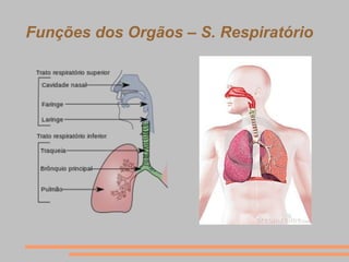 Funções dos Orgãos – S. Respiratório
 