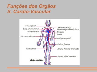 Funções dos Orgãos
S. Cardio-Vascular
 