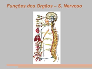 Funções dos Orgãos – S. Nervoso
 