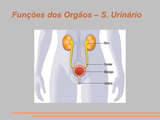 Funções dos Orgãos – S. Urinário
 