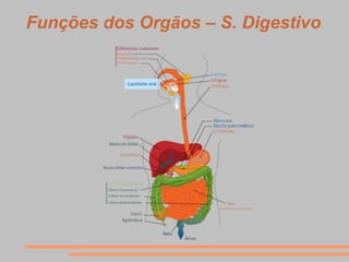 Funções dos Orgãos – S. Digestivo
 
