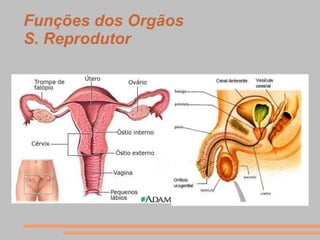 Funções dos Orgãos
S. Reprodutor
 