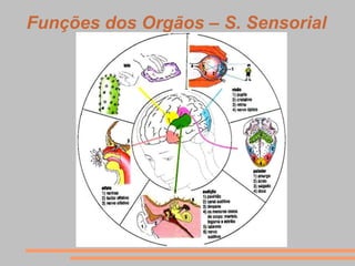 Funções dos Orgãos – S. Sensorial
 