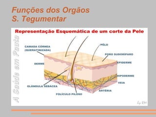 Funções dos Orgãos
S. Tegumentar
 