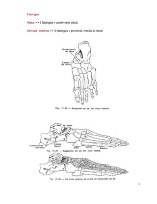 Falanges
Hálux >> 2 falanges » proximal e distal.
Demais artelhos >> 3 falanges » proximal, medial e distal.
13
 