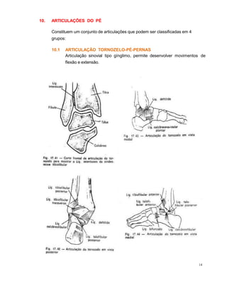 10. ARTICULAÇÕES DO PÉ
Constituem um conjunto de articulações que podem ser classificadas em 4
grupos:
14
10.1 ARTICULAÇÃO TORNOZELO-PÉ-PERNAS
Articulação sinovial tipo gínglimo, permite desenvolver movimentos de
flexão e extensão.
 