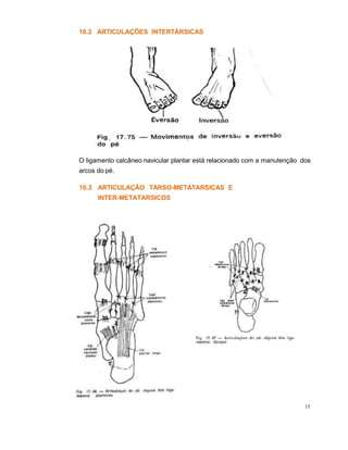 10.2 ARTICULAÇÕES INTERTÁRSICAS
15
O ligamento calcâneo navicular plantar está relacionado com a manutenção dos
arcos do pé.
10.3 ARTICULAÇÃO TARSO-METATARSICAS E
INTER-METATARSICOS
 