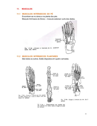 11. MUSCULOS
16
11.1 MUSCULOS INTRÍNSECOS DO PÉ
Encontram-se no dorso e na planta dos pés.
Músculo Intrínseco do Dorso – músculo extensor curto dos dedos.
11.2 MUSCULOS INTRÍNSECOS PLANTARES
São todos os outros. Estão dispostos em quatro camadas.
 