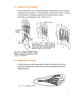 11.3
17
MÚSCULOS INTERÓSSEOS
Tem a função de fletir as art. metatarsofalângicas. Podem também aduzir e abduzir
( ações que são irrelevantes ). O mais importante é o fato de que, devido à inserção
dos interósseos em metatarsos adjacentes, eles mantêm juntos os ossos,
reforçando o arco metatársico. ( Fig. 17.98 A, B e C )
11.4 APONEUROSE PLANTAR
A fascia muscular se torna espessada e resistente na planta do pé. Ela se
estende do calcâneo até o hálux para servir de suporte ligamentar do eixo
longitudinal do pé.
 