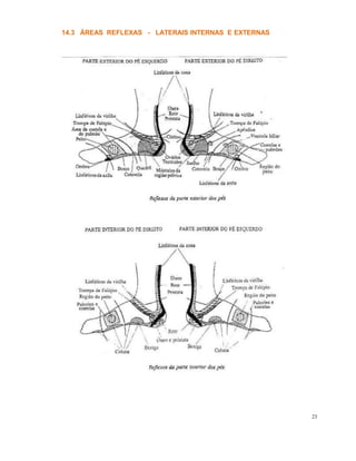 14.3 ÁREAS REFLEXAS - LATERAIS INTERNAS E EXTERNAS
23
 