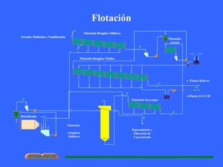 Flotación
Flotación Rougher Súlfuros
Circuito Molienda y Clasificación
AGUA
Flotación Rougher Súlfuros
Remolienda
Flotación Rougher Oxidos
Circuito Molienda y Clasificación
Flotación
Arenas
AGUA NaSH
Flotación Rougher Súlfuros
Flotación Rougher Oxidos
a Planta Relaves
a Planta LF-CCD
Circuito Molienda y Clasificación
AGUA
AGUA
Flotación Rougher Súlfuros
Remolienda
Flotación Scavenger
Flotación Rougher Oxidos
Flotación
Limpieza
Súlfuros
Flotación
Arenas
Espesamiento y
Filtración de
Concentrado
Circuito Molienda y Clasificación
 