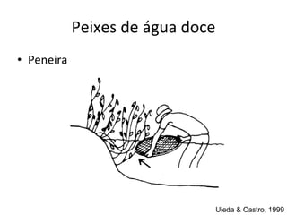 Peixes de água doce Peneira Uieda & Castro, 1999 