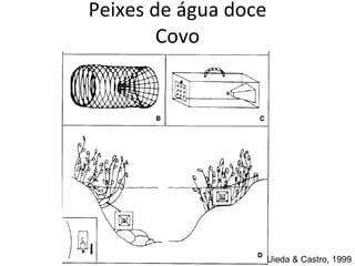 Peixes de água doce Covo Uieda & Castro, 1999 
