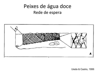 Peixes de água doce Rede de espera Uieda & Castro, 1999 