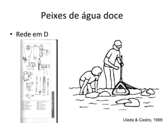 Peixes de água doce Rede em D Uieda & Castro, 1999 