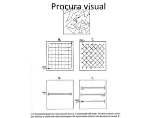 Procura visual 
