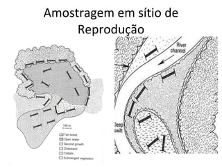 Amostragem em sítio de Reprodução 