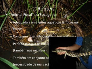 “ Répteis” “ Animal Focal” ou Focagem; Adequada a ambientes aquaticos lênticos ou lóticos; Contagem dos indivíduos  na lâmina d’água; Período e locais de forrageamento e aquecimento (também nas margens); Também em conjunto com Captura manual (necessidade de marcação); 
